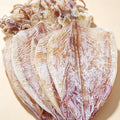 Premium Dried Squid Seafood Snack