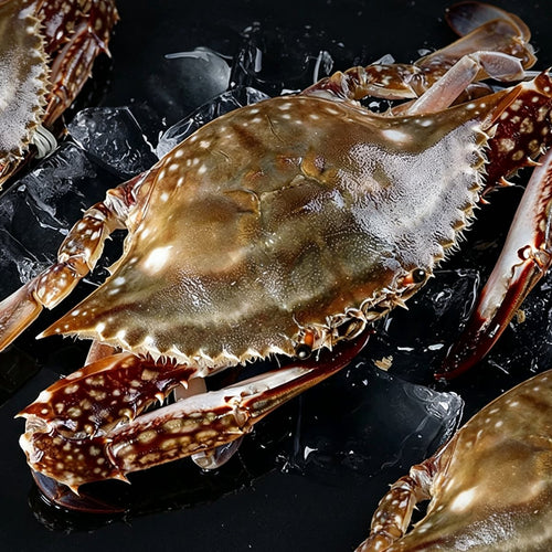 Fresh Hairy Crab, Premium Live Seafood