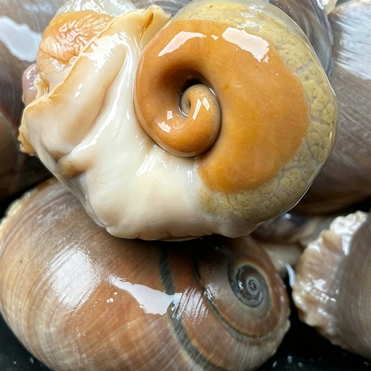 Fresh Sea Snails, Wild-Caught Conch