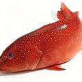 Fresh Red Snapper, Whole Fish